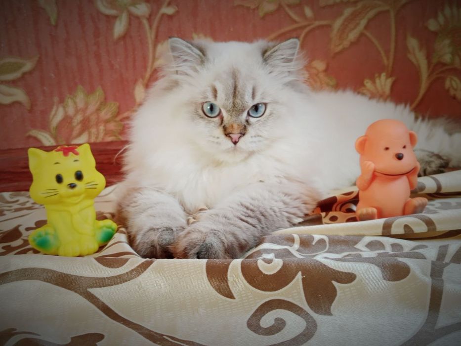 Вязка кота Скоттиш Страйт Хайленд Поинт