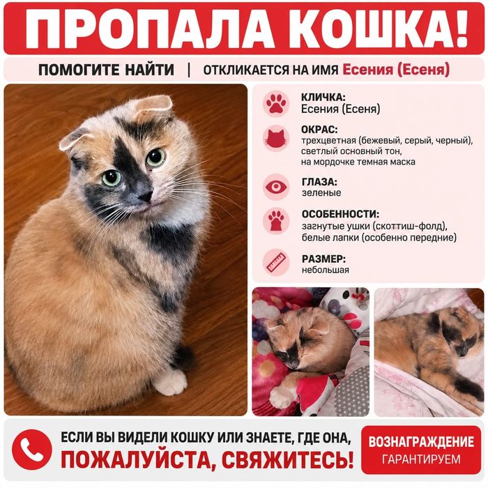 Пропала кашка породистая