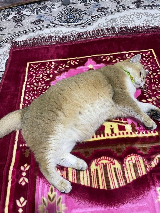 Стерилизованная золотая шиншилла ny25