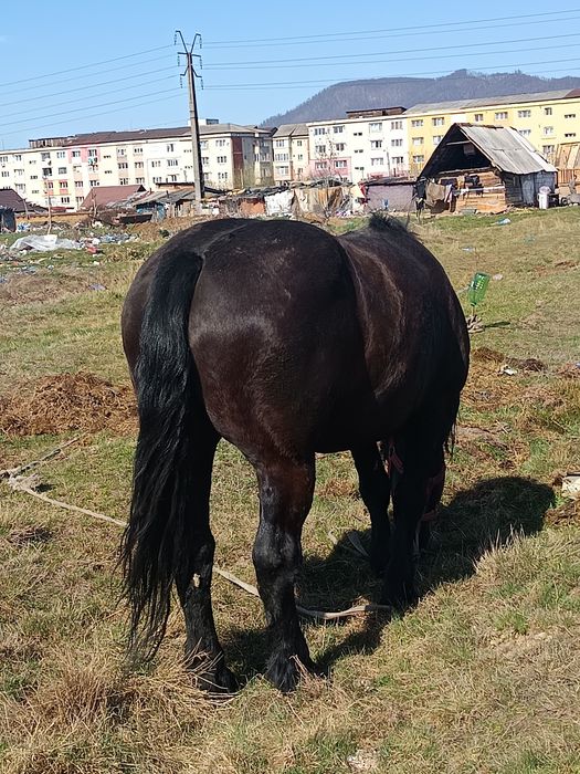 De vânzare iapa de 7 ani acte la zi pe ia 4000