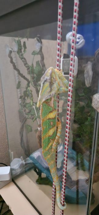 Йеменский хамелеон