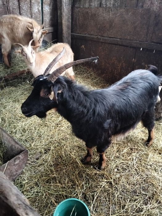 Vînd capră gestantă la a doua fătare cu douo iede lîngă ia