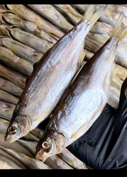 Май балық, ребец