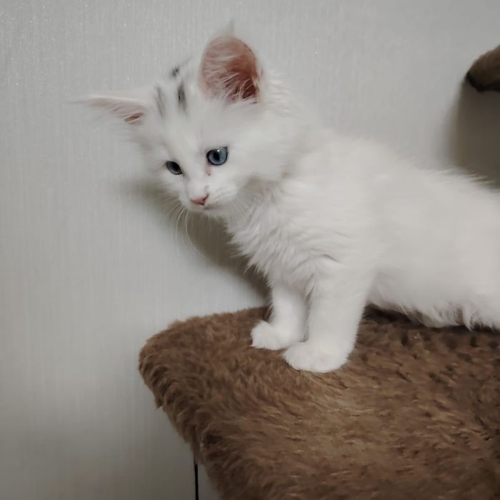 В продаже Котята Мейн-кун