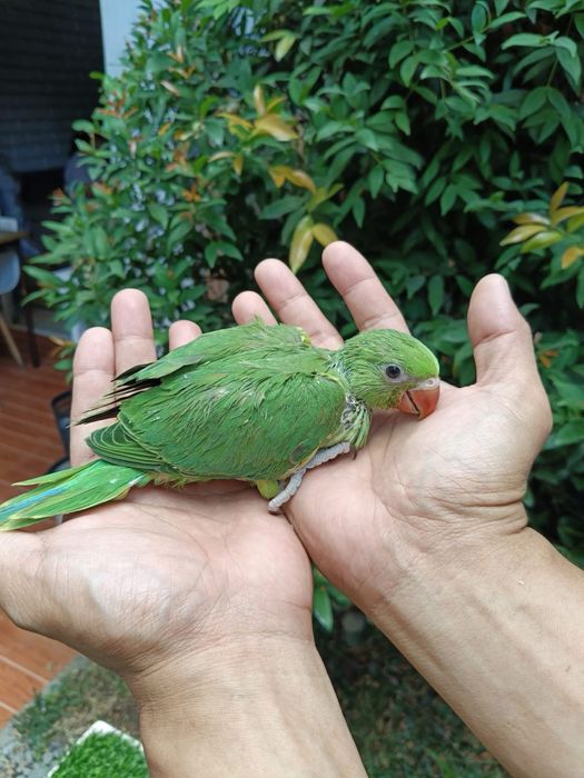 Puiuti papagali blanzi vorbitori micul alexandru alexander