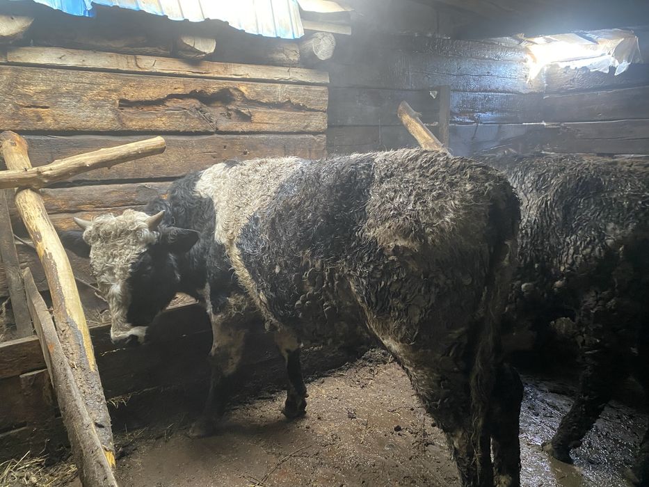 Продам бычка на откорме