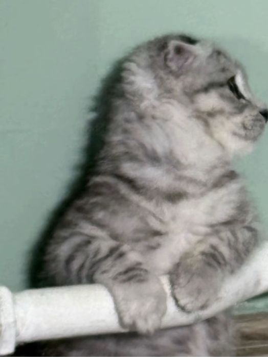 Шотланский веслоухии