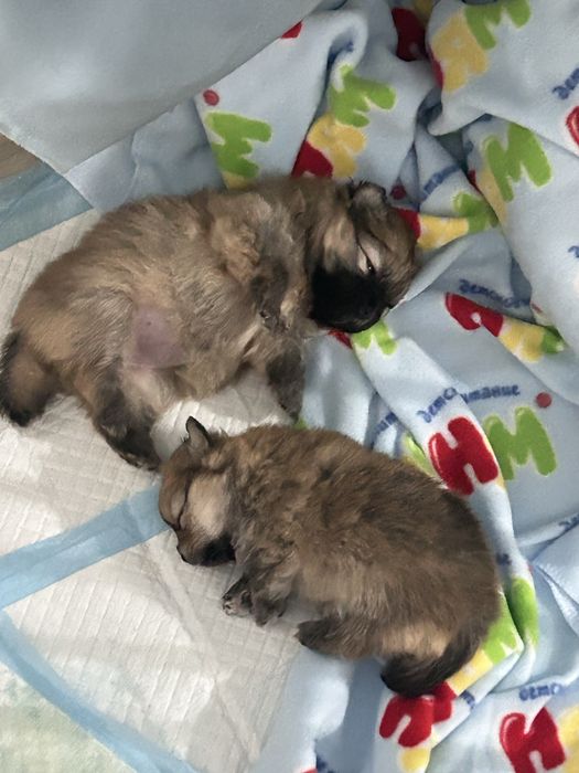 Бронь на померанского шпица