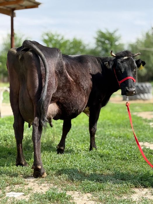 Сүтті ірі денелі бұзаулы сиыр