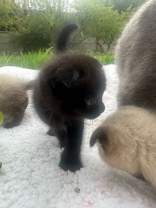 Котята Шотландские вислоухие