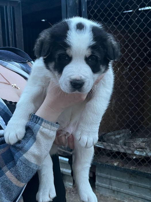 Чистокровный алабай