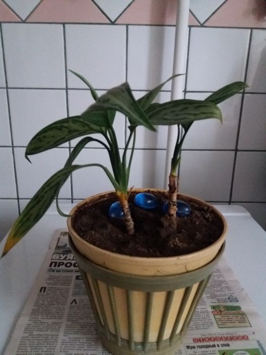 Комнатные цветы...