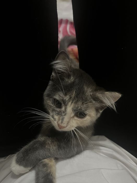 Отдам котенка бесплатно