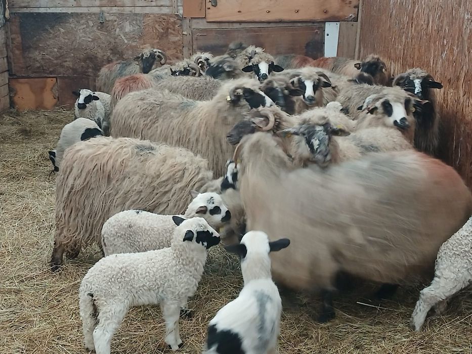 Vand 20 de oi cu miei