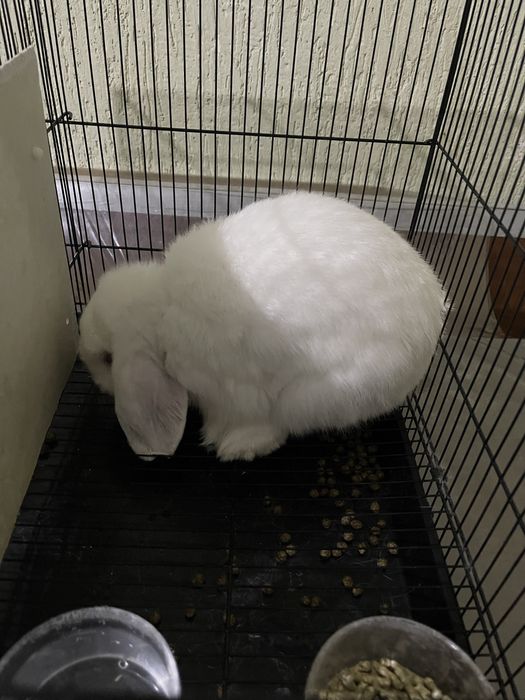 Продам Пару Мини Лоп