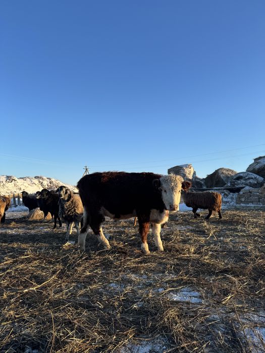 1 жасар ұрғашы тайынша сатылады