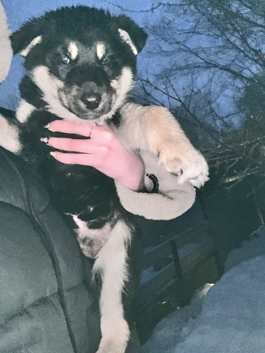 Щенки , выкинули на мусорку !!