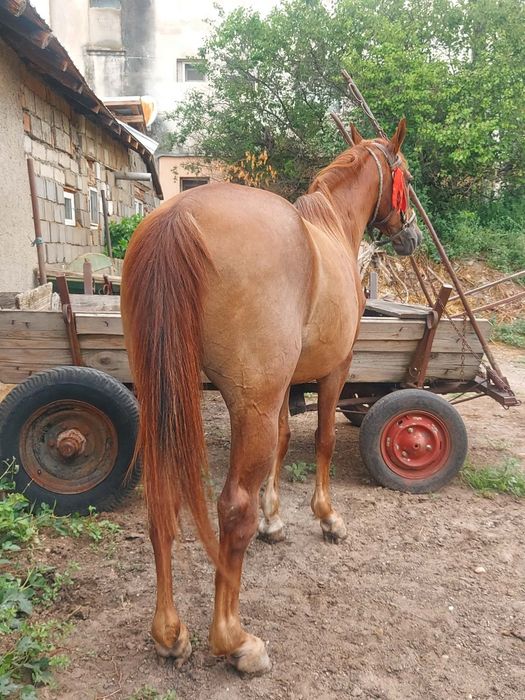 Cal de vanzare castrat