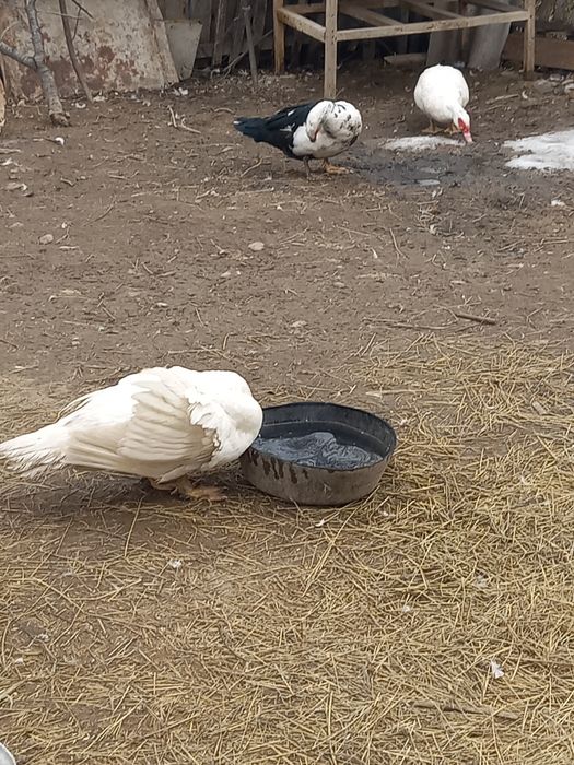 Продам четыре утака