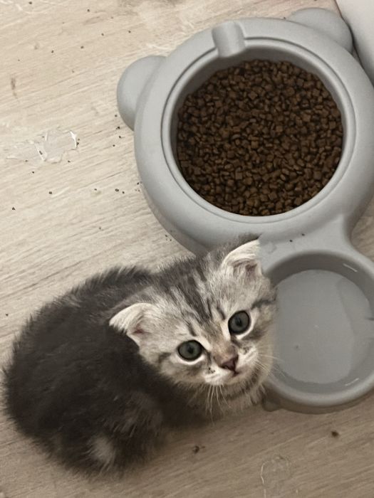 Вислоухие котята шотландцы