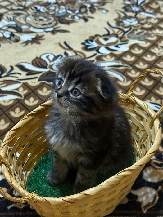 Продаю котят две девочки