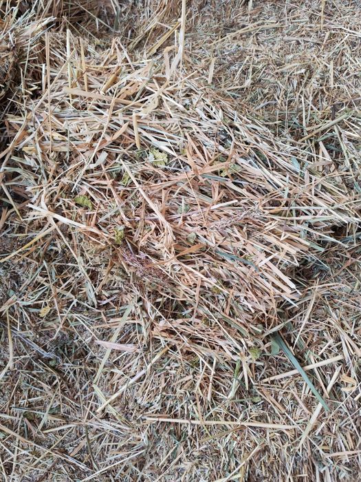 Продам Овес в тюках