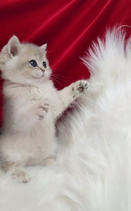 Девочка голубое золото шиншилла