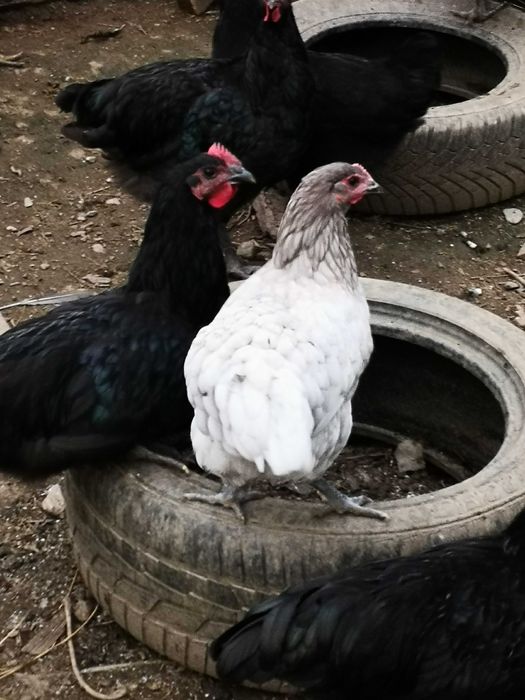 Cocoșii Australorp Negru, Albastru și alb.