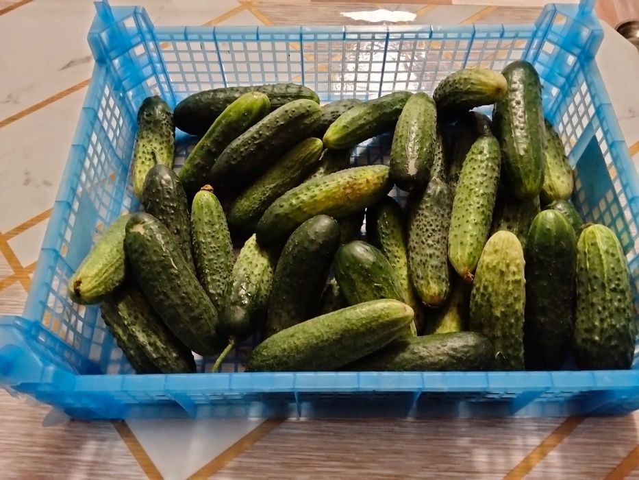 Домашние огурчики