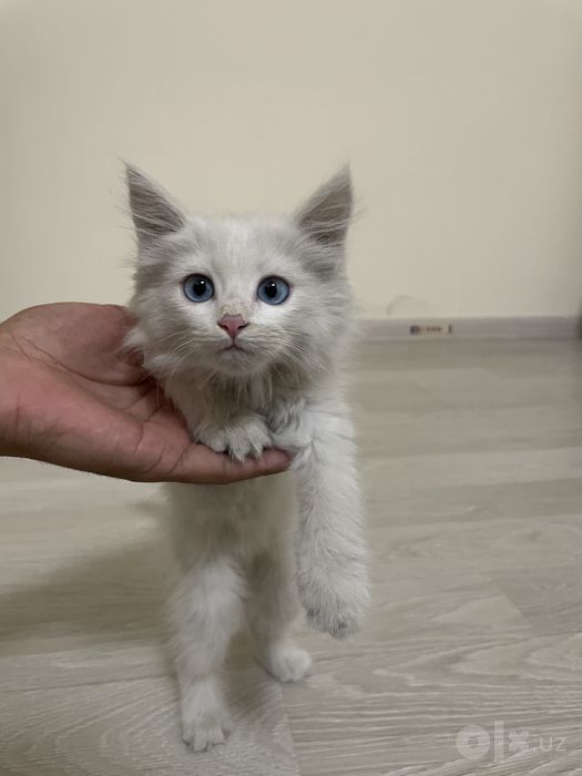 Turk angora mushukchasi sotiladi