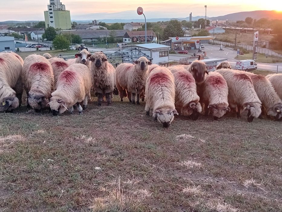 Oi bucali de vânzare