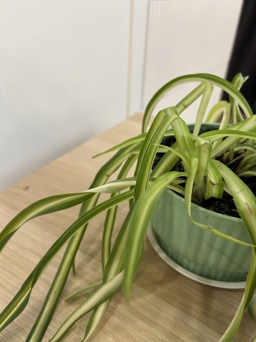 Хлорофитум кудрявый комнатные цветы