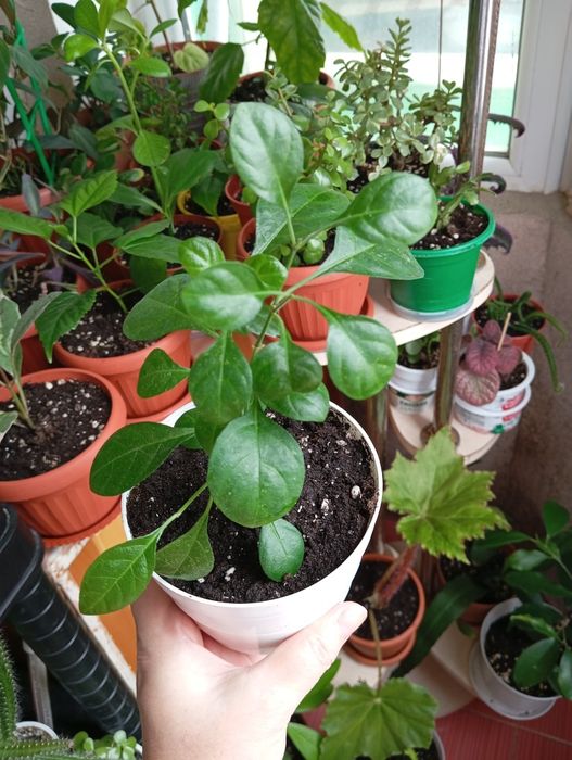 Продам комнатные растения