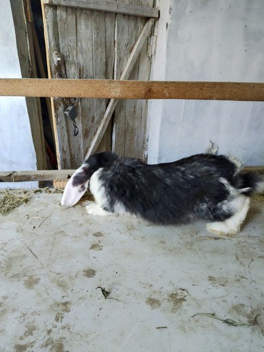 Zotdor Fransuz Baran quyonlari sotiladi