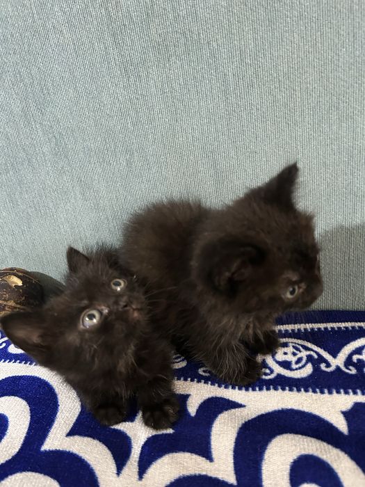 Отдам котят 4 шт