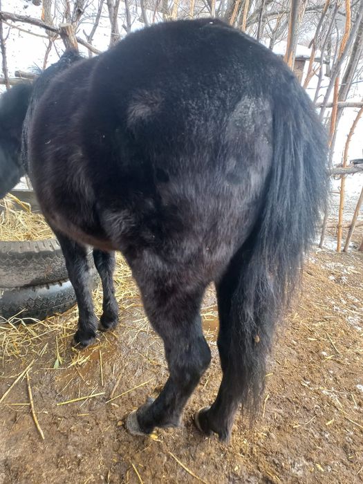 Кунан сатам, продам