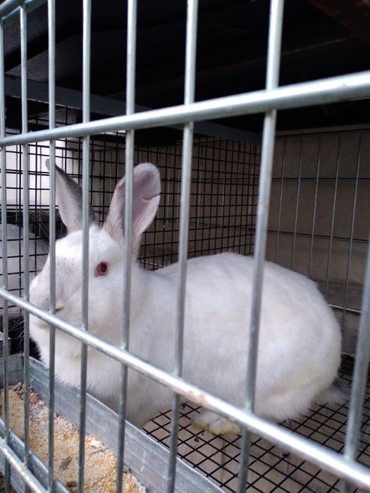 Kalifony quyonlar sotiladi  para blaring ham bor