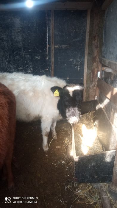 Хунажжин срочно сотилади