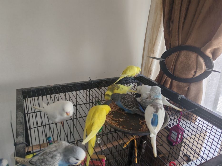 Papagali perusi comuni