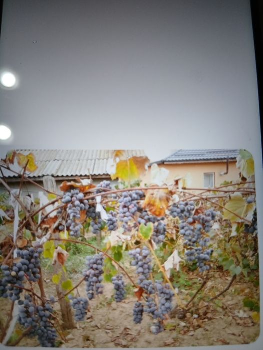 Vindem struguri ananas nouă