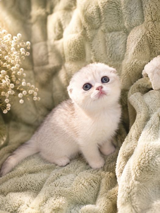 Шотландские котята