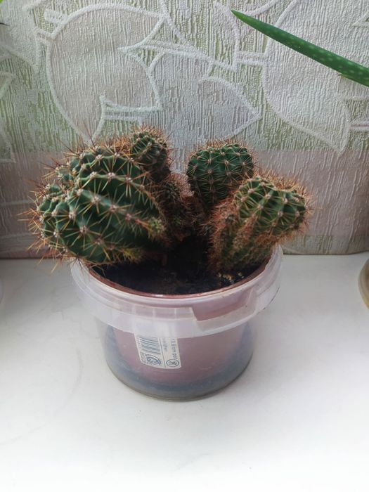 Цветы комнатные продам