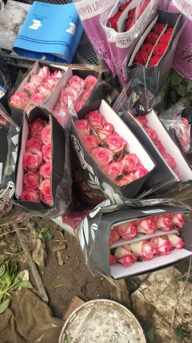 Розы на продажу крупные