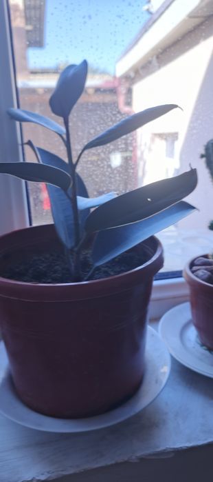 Гуллар сотилади хар хил размерда ва Хар турда