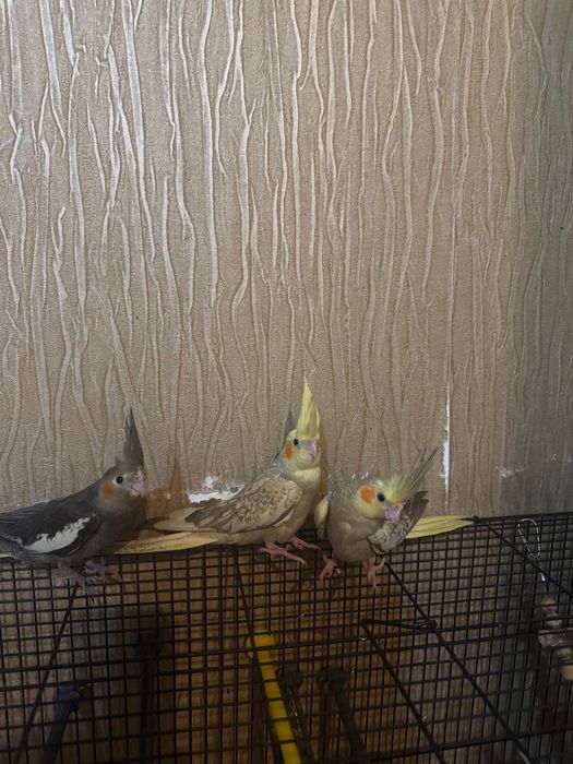Кореллы Попугаи Красивые