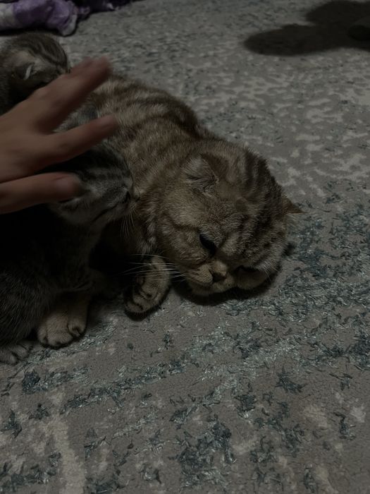 Мысықтар   1 аилық болып қалды толка ватсапқа жазамыз