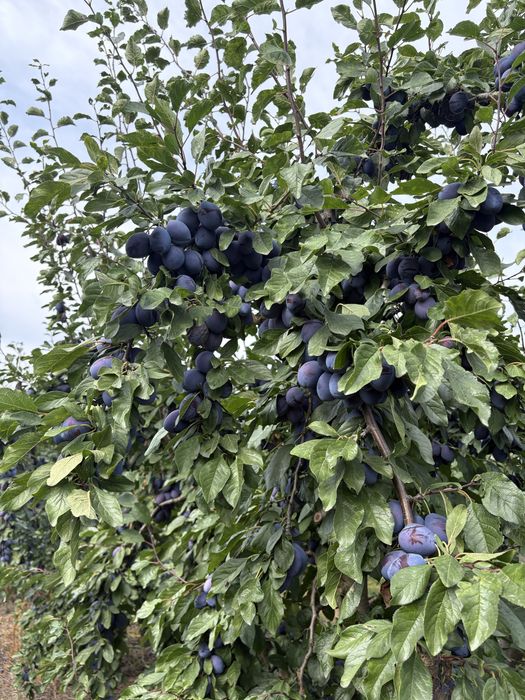 Prune Stanley pentru tuica si consum