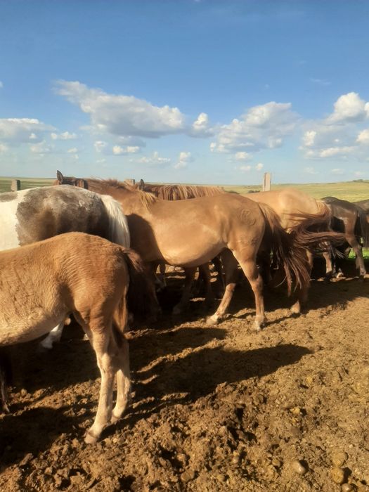 Продажа лошадей Астана