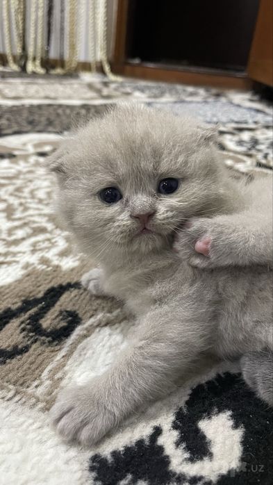 сотилади мушукчалар