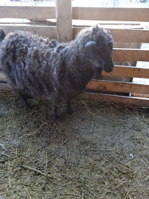 Продам         коз